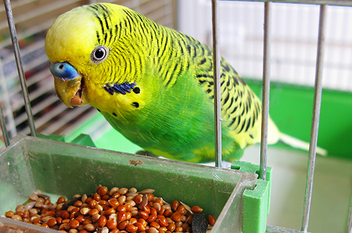 papoušek.vlnkovaný a jídlo