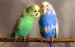 2papoušci-modrý a zelený